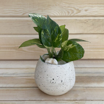 pothos plant