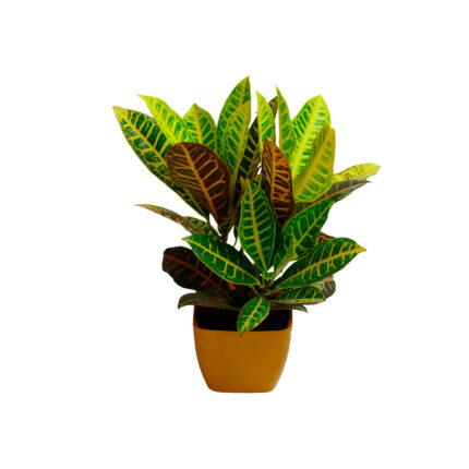 Croton
