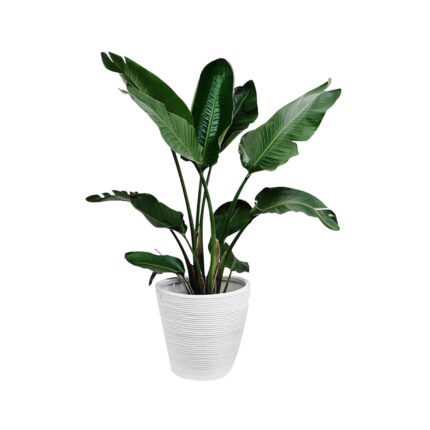Strelitzia Nicolai