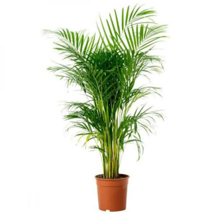 Areca Palm