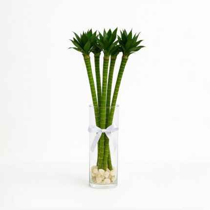 Bamboo