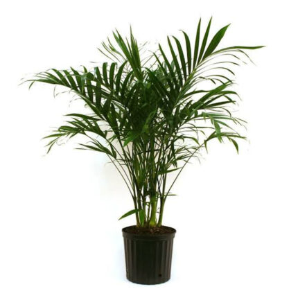 Parlor Palm